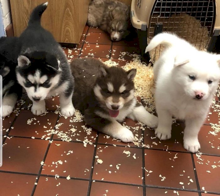 Husky siberiano puppies blanco, negro y brown disponibles para la venta